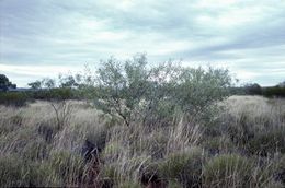 Acacia atkinsiana.jpg