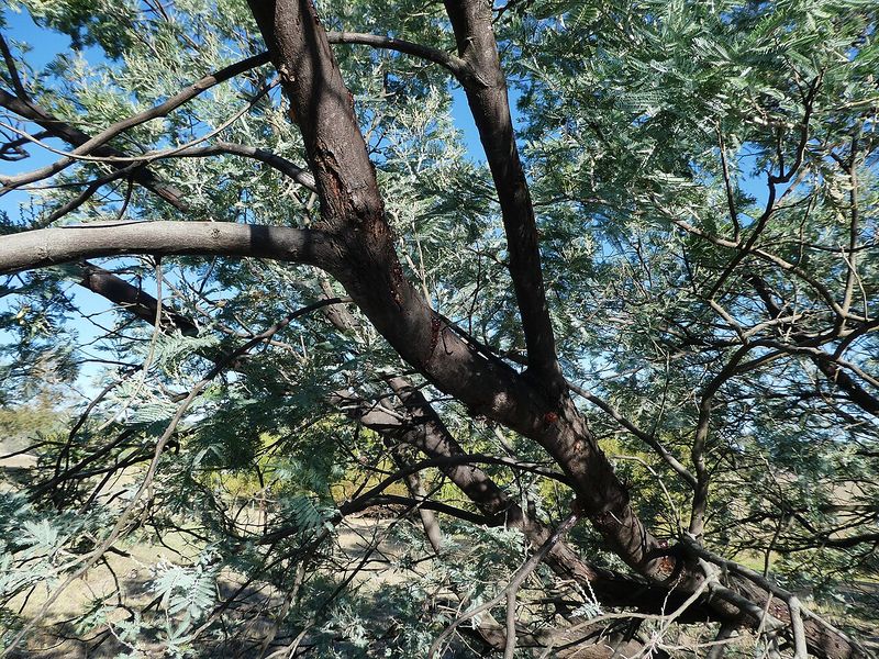 Archivo:Acacia dealbata 3.jpg