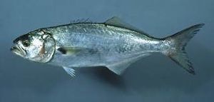 Anchoadebanco plantilla.jpg