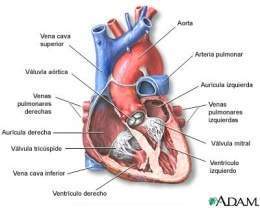Angiografía del ventrículo izquierdo del corazón.jpg