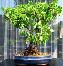 Caragana-arborescens-bonsai.jpg