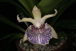 Cochleanthes flabelliformis.jpg