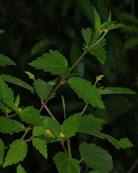 Archivo:Croton macradenis 4.jpg