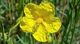 Helianthemum juliae.jpg