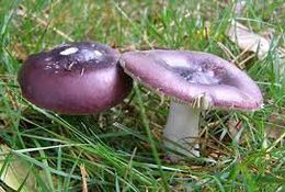 Russula caerulea.jpg