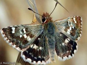 Spialia Sertorio.jpg