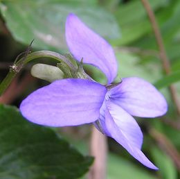 Viola riviniana.jpg