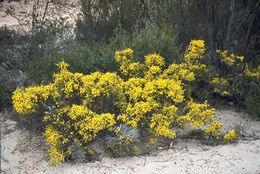 Acacia ferocior.jpg