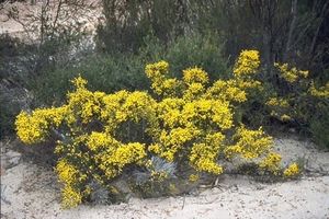 Acacia ferocior.jpg