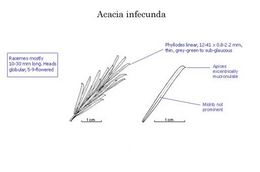 Acacia infecunda.jpg