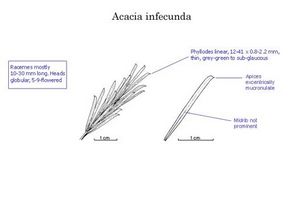 Acacia infecunda.jpg