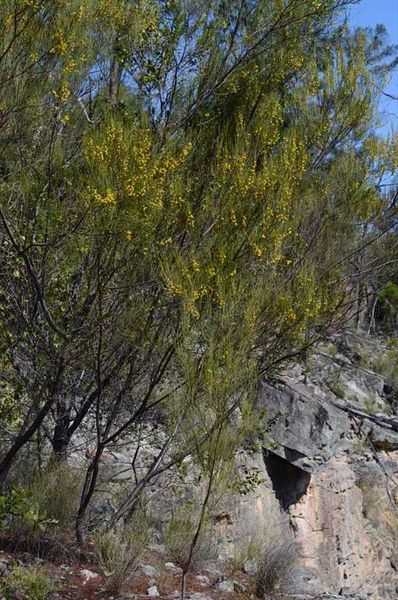 Archivo:Acacia juncifolia 1.jpg