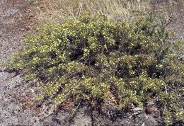 Acacia laricina.jpg