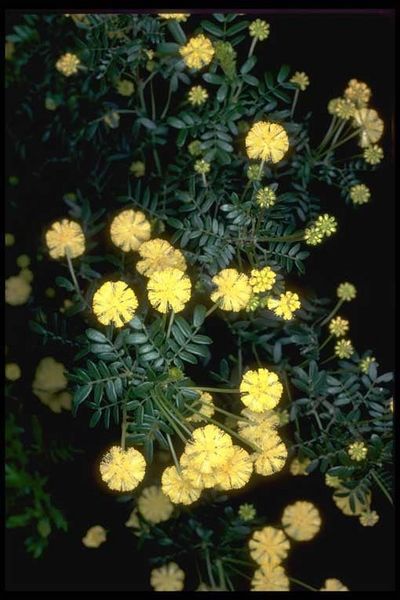 Archivo:Acacia leioderma 1.jpg