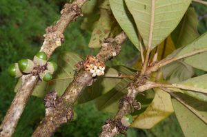 Aegiphila cuatrecasasii.jpg