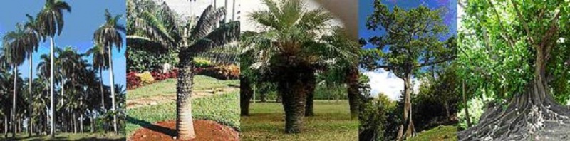 Archivo:Arboles endemicos.JPG
