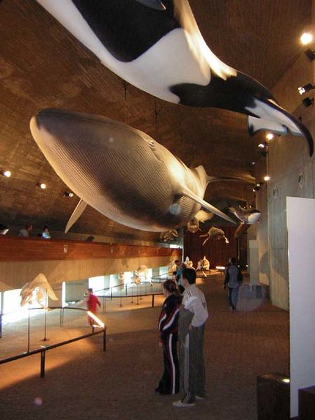 Archivo:BALLENAS.JPG