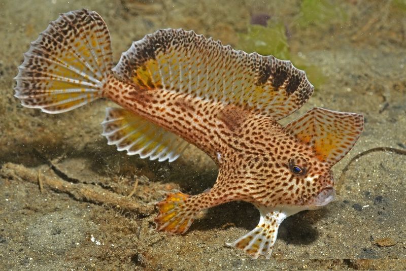Archivo:Brachionichthys hirsutus RLS.jpg