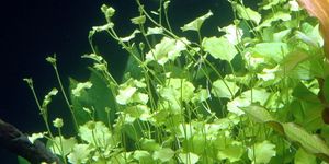 Cardamine lyrata.jpeg