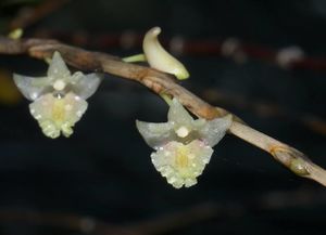 DENDRO 1.jpg