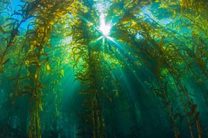 El Kelp.jpg