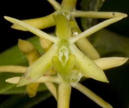 Epidendrum ramosum.JPG