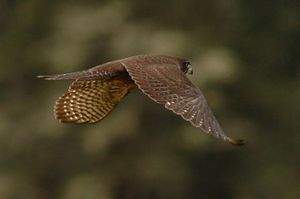 Falcon-large2.jpg