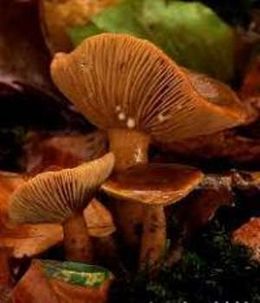 Lactarius subdulcis2.jpg