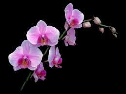 Phalaenopsis pink2.jpg