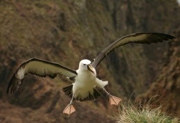 Albatros pico fino.JPG