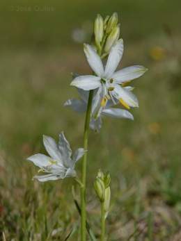 Anthericum baeticum.jpg