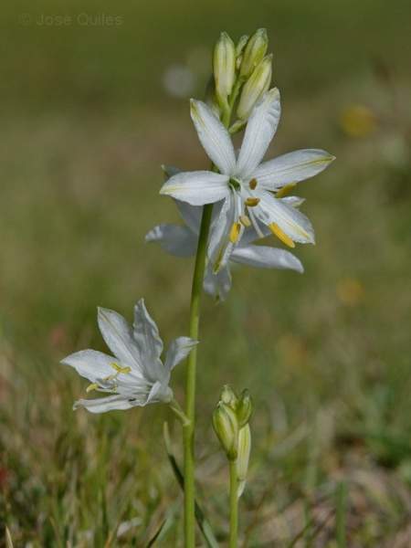 Archivo:Anthericum baeticum.jpg
