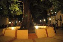 Ceiba parque.jpg