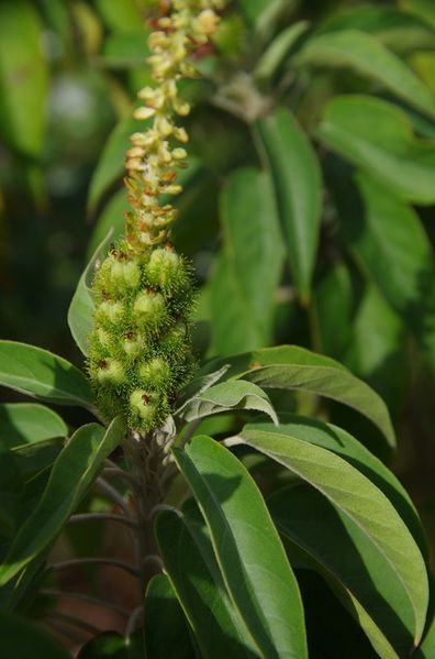 Archivo:Croton glandulosepalus 1.jpg
