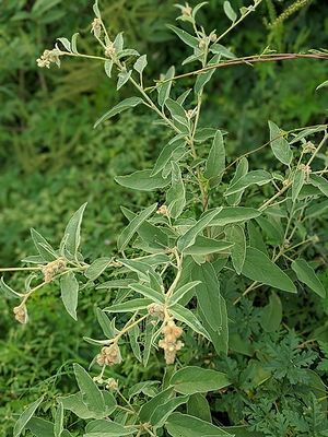 Croton lindheimeri.jpg