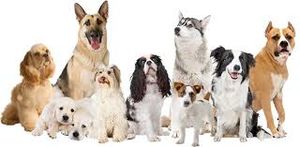 Dia internacional del perro.jpg