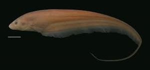 Eigenmannia correntes 1.jpg