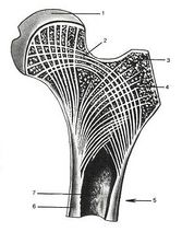 Estructuradelfemur.jpeg