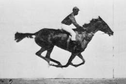 Muybridge race horse.jpg