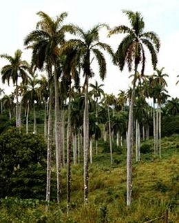 Palmas reales1.JPG