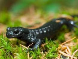 salamandra salamandras ecured cientifico comun escuelapedia alpesi lifepress topbiologia anfibio clasificacin cientfica caudata biologia