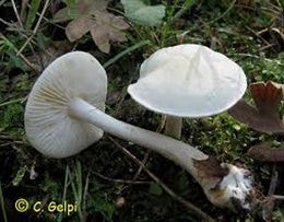 TTricholoma album.jpg
