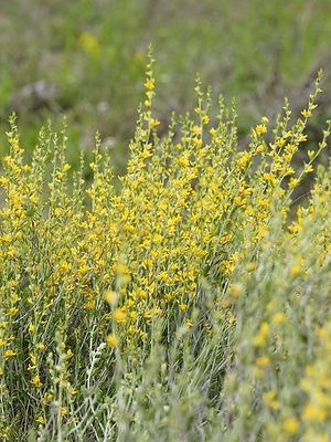 Anthyllis cytisoides.jpg