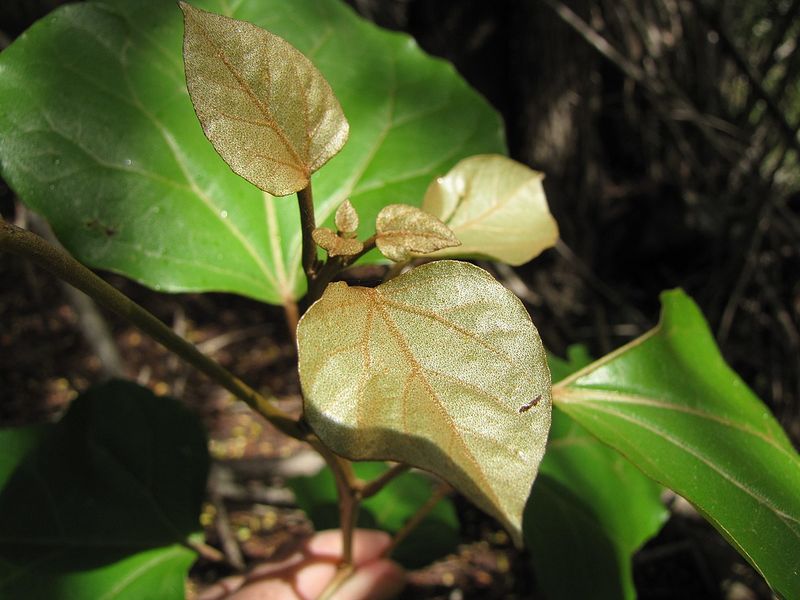 Archivo:Croton guatemalensis 2.jpg