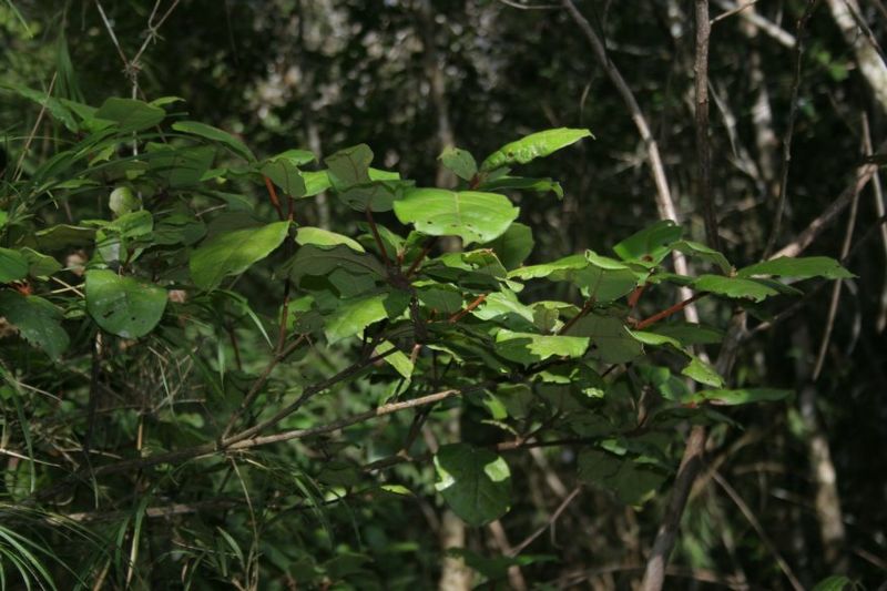 Archivo:Croton lasiopyrus 1.jpg