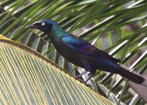 Lamprotornis ornatus.JPG
