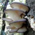 Miniatura de la versión del 14:13 23 jul 2011