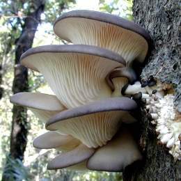 Pleurotus.jpg