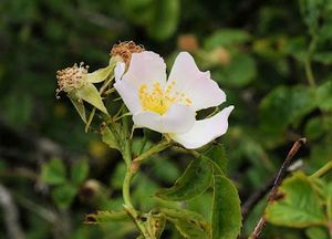 Rosa canina1.JPG