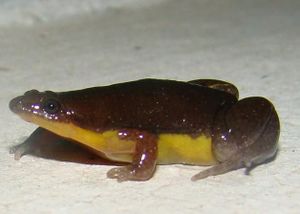 SapoPanzaAmarilla02.JPG